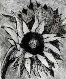 sun flower